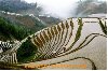 4 Days 3 Nights Rice Terraces Hot Spring Bath Tour offer Travel