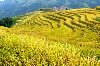 5 Days 4 Nights Yangshuo Longji Rice Terraces Tour Picture