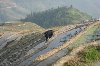 Guilinprivatetours-One Day Longsheng Rice Terraces Tour Picture